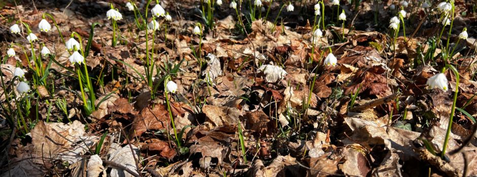 Märzenbecherwanderung bei herrlichem Wetter