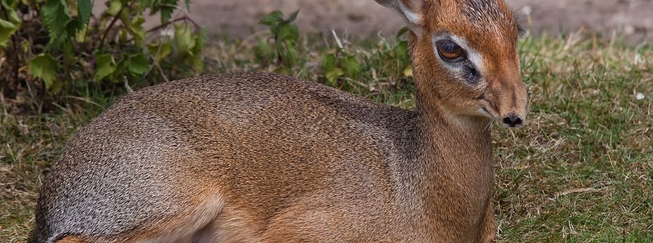 Helfer gesucht für die Kitzrettung