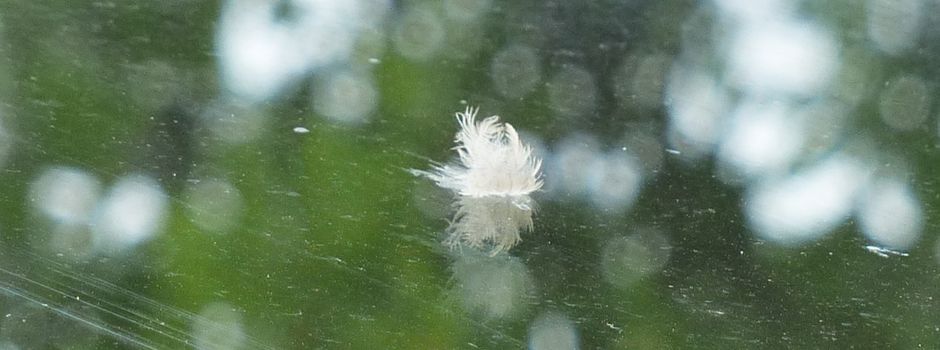 Was ästhetisch ansprechend wirkt, wird für Vögel häufig zur tödlichen Falle