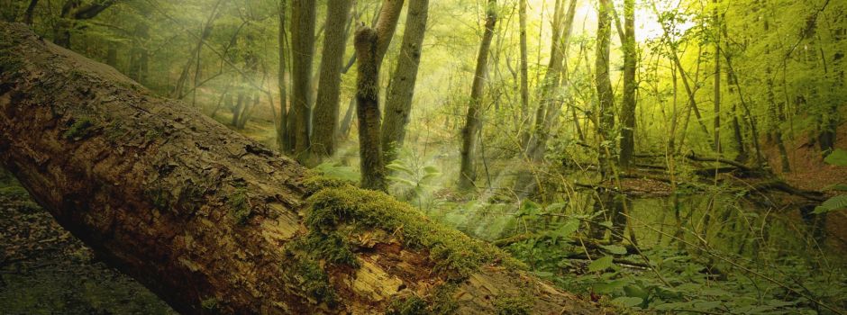 Lyrisch-poetischer Waldspaziergang