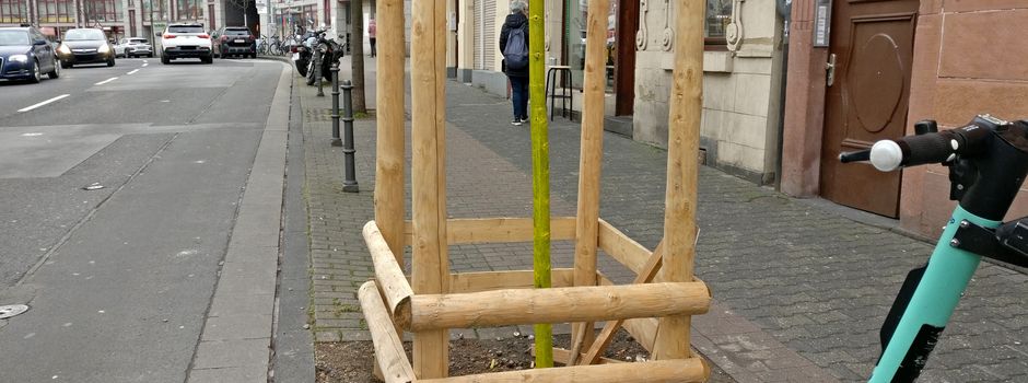 Stolperfallen in Mainzer Altstadt? Stadt nennt Zahlen zu leeren Baumscheiben