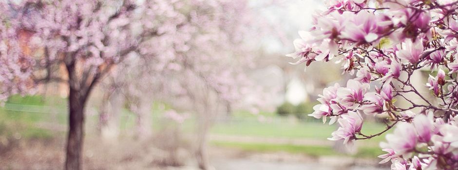 Vortrag: Mehr Energie im Frühling - Mit Ayurveda das Immunsystem stärken