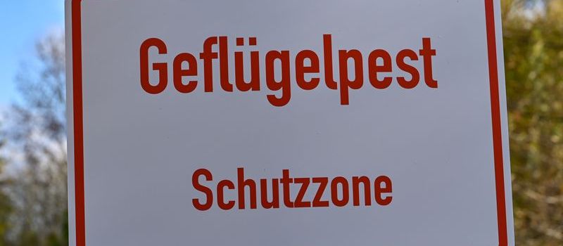 Landesamt Koblenz: Fast alle Kreise in  Rheinland-Pfalz von Vogelgrippe betroffen