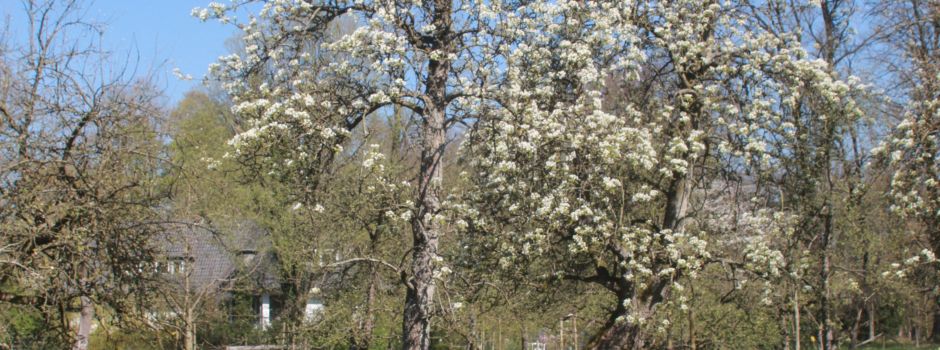 Europaweiter Tag der Streuobstwiese: Buntes Programm in Lünzen