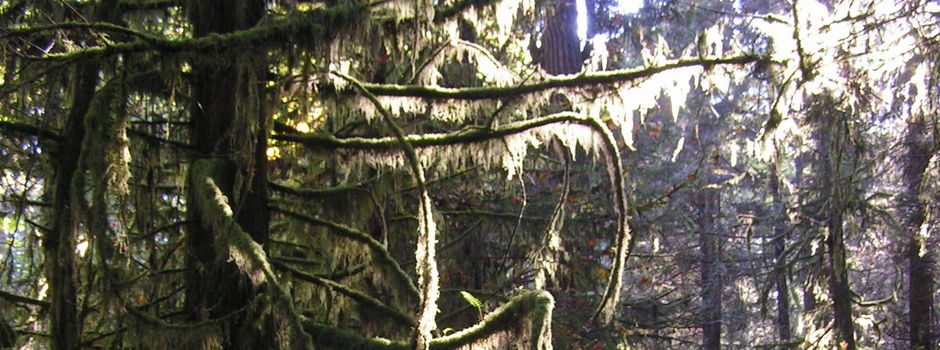 Führung durch „Zauberwald“