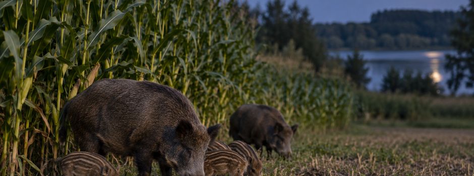 Akustische Wildabwehr am Maisfeld beim Kiessee