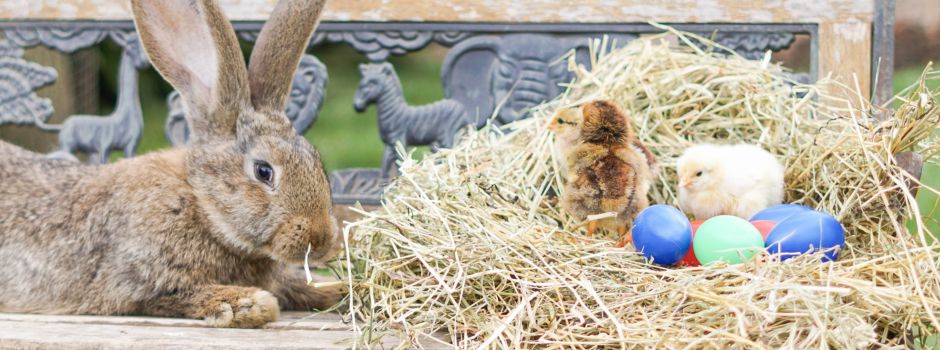 Bunte Osterzeit im Wildpark