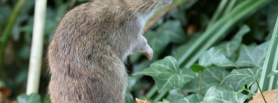 Ordnungsamt verzeichnet verstärktes Auftreten von Ratten
