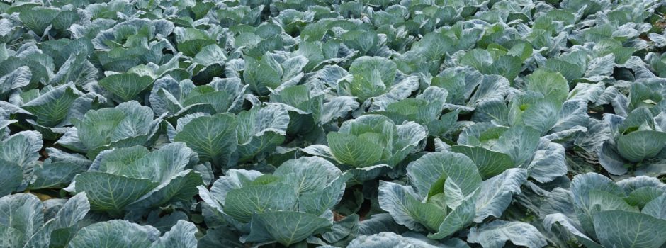 Dreiste Diebe stehlen fast 50 Kilo Kohlköpfe vom Feld