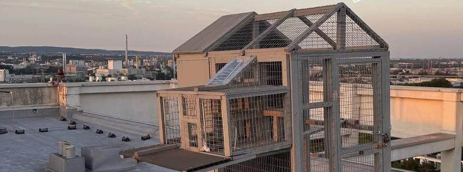 Sieben Tauben sterben qualvoll in Käfig auf Mainzer Dach