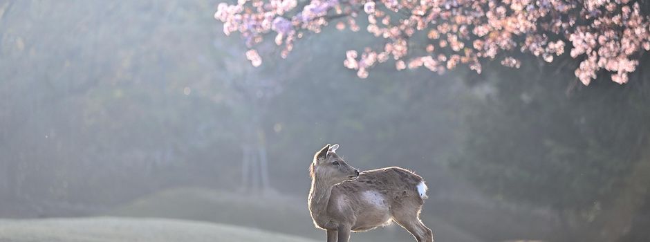Jugend, Natur und Jäger