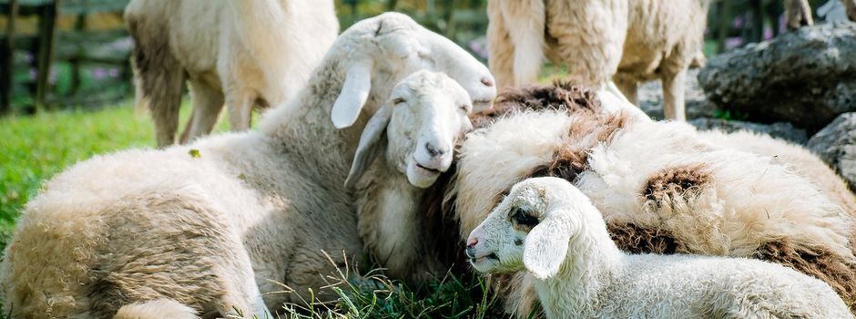 Krippenspiel mit lebenden Tieren