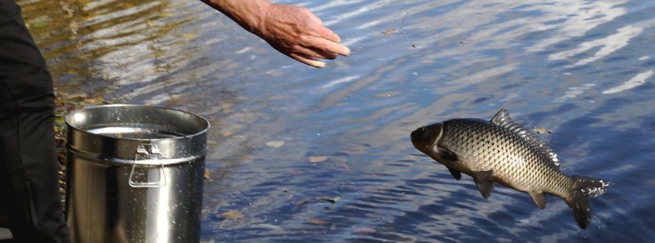 Zurück in den heimatlichen Diescholl