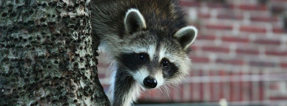 Waschbären in Wiesbaden: Warum sie in die Stadt kommen