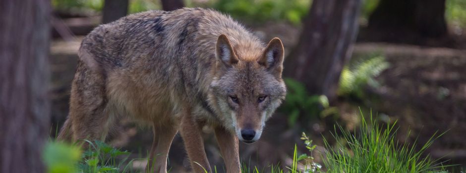 Schärfere Maßnahmen zur Regulierung der Wolfsbestände möglich?
