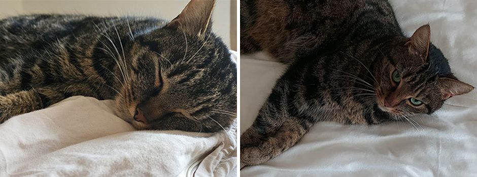 Kater Dexter wird schmerzlich vermisst!