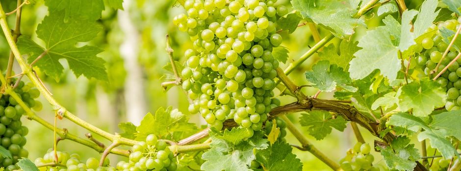Rebflächen im Gewann Häslich zu verpachten