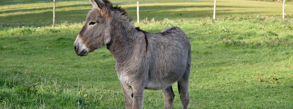 "Esel „Sokrates“ und „Nepomuk“ gehören zur Familie"