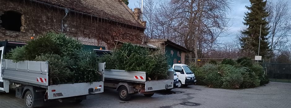 Wohin mit dem Weihnachtsbaum? „Aktion Knut“ in Nierstein sorgt für sauberen Abgang