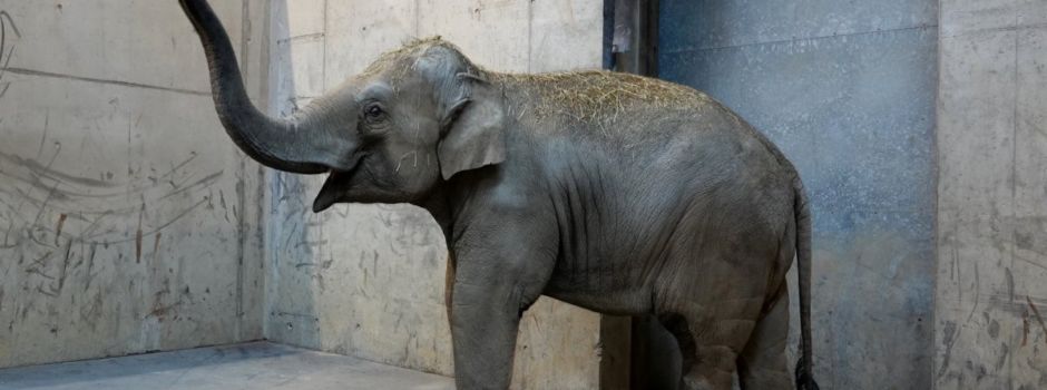 Bären, Elefanten und Löwen: Das sind die neuen Tiere im Augsburger Zoo