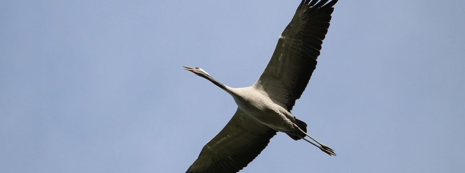 Kranich-Einsatz in Rehlingen-Siersburg – Gemeinde informiert über den Ablauf