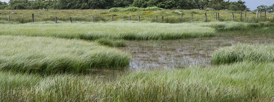 Entkusselungsaktion am 28.02.2026 im Großen Moor Bokel
