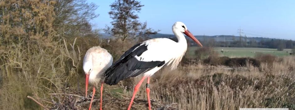 Live dabei: Störche in Wiesbaden-Schierstein kehren ins Nest zurück