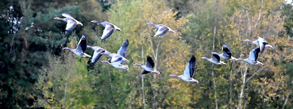 Graugänse mit Nachwuchs verlassen ihr Brutgebiet