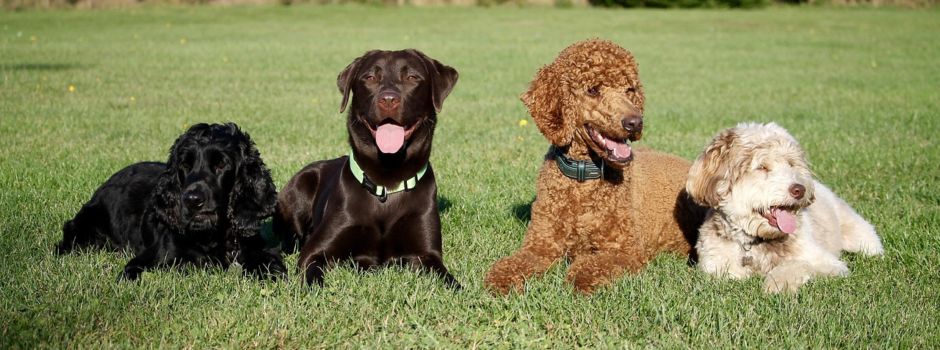 Hundeanmeldung und Hundeabmeldung bei Umzug