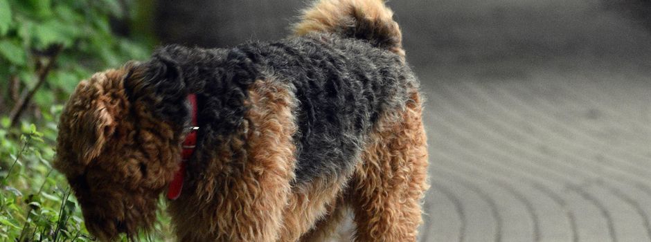 Hinweis an alle Hundehalterinnen und Hundehalter