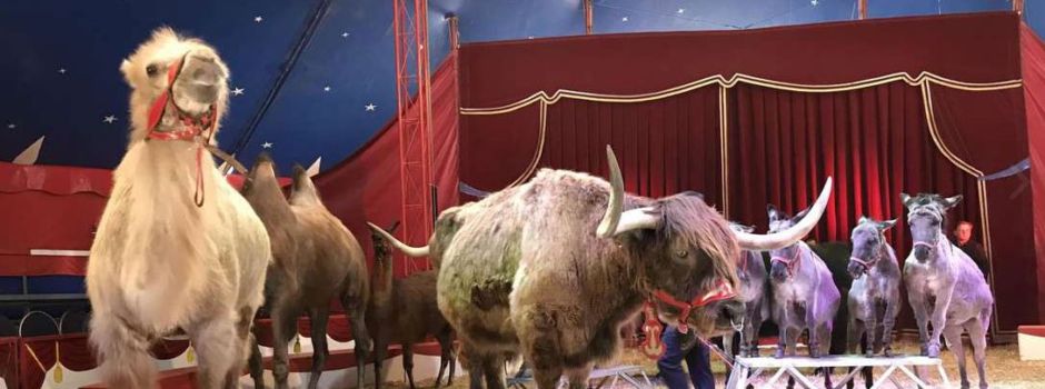 Nach heftiger Kritik: Zirkus in Wiesbaden tritt wieder mit Tieren auf