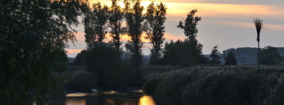 Seeadler an den Oste-Pütten
