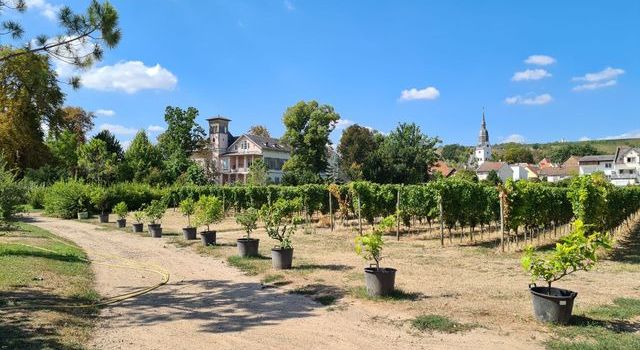 Dienstags im Garten: Lauschiger Sommerabend im Mathildengarten in Nierstein