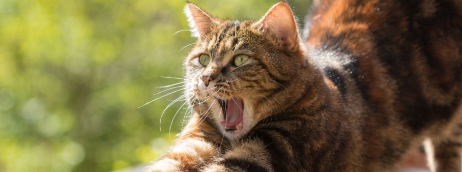 6 Gründe, warum jeder eine Katze braucht