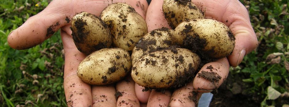 🥔 Kartoffelfest in Watenstedt