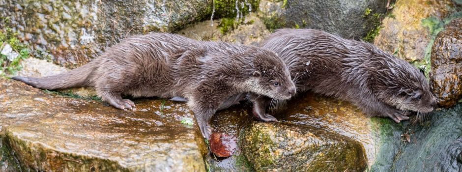 Neues Heim für Familie Otter