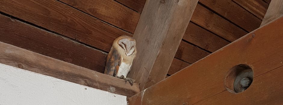 Seltene Untermieter in der Betriebsstelle der LEW