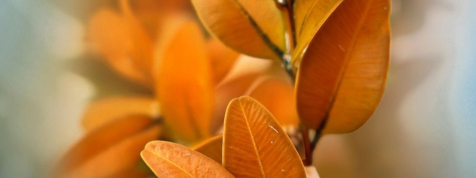 Pflegehinweise für den Friedhof Heiligenbösch