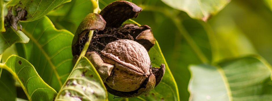 Streit um Walnüsse in Mainz eskaliert