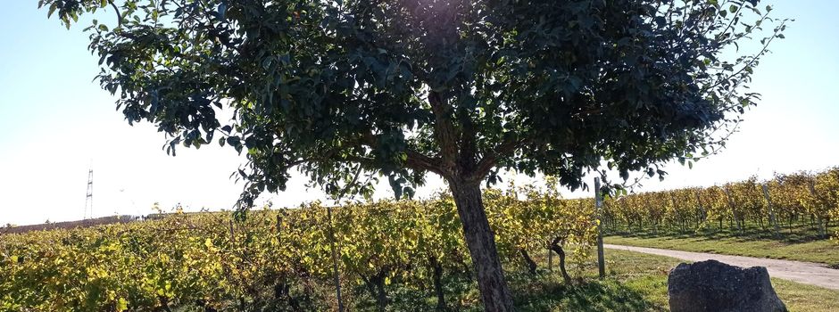 Diebe klauen über 100 Obstbäume aus Zornheim