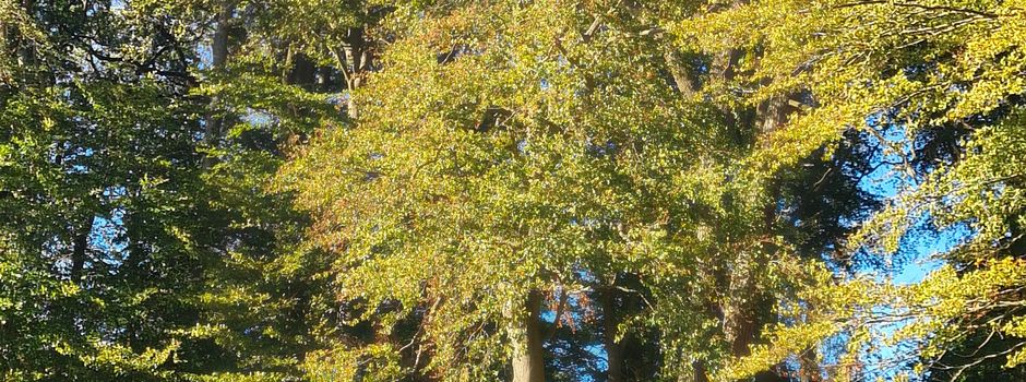 Waldbegehung 01.11. ab 9:30 Uhr