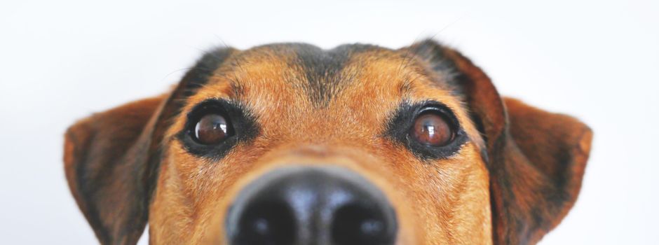 Anmeldung zur Hundesteuer neu in der App