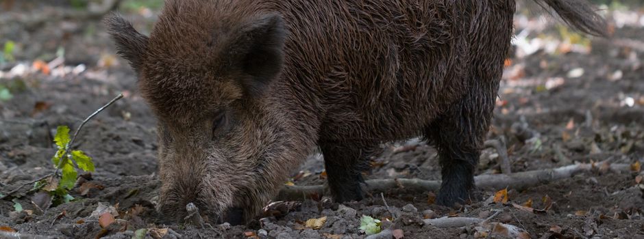 Hauptfriedhof Koblenz: Nächtliche Sperrung für die Jagd auf Wildschweine