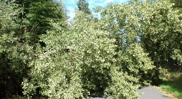 🌳 Unverhofft