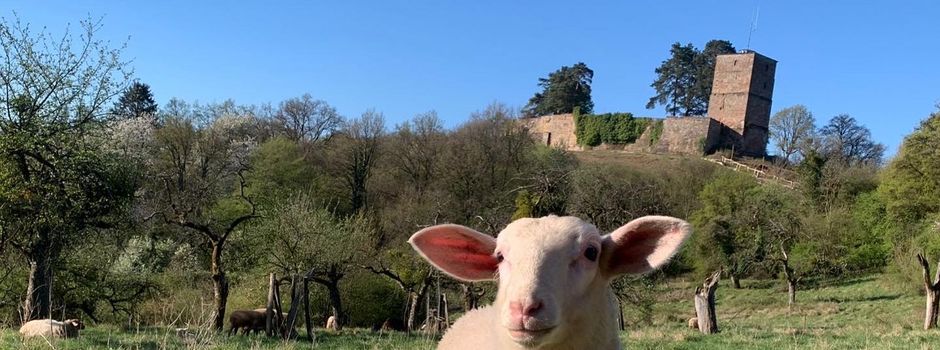 Frohe Ostern wünscht die Gemeinde Rehlingen-Siersburg