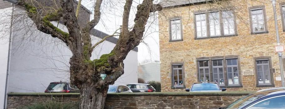 Horchheimer Naturdenkmal droht zu brechen: Jetzt greift die Stadt ein