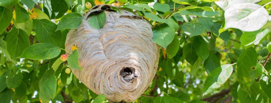 Traumpfad wird zum Albtraum: Hornissen stoppen Wanderer bei Andernach