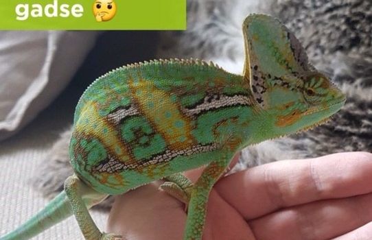 Die süßesten Tiere der Woche aus dem JodelZoo-Channel
