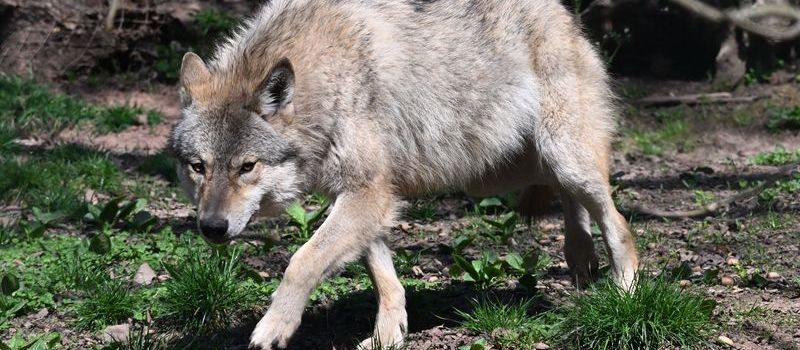 Rätsel um tote Schafe in Liebenscheid: Experten suchen nach Wolfs-Spuren