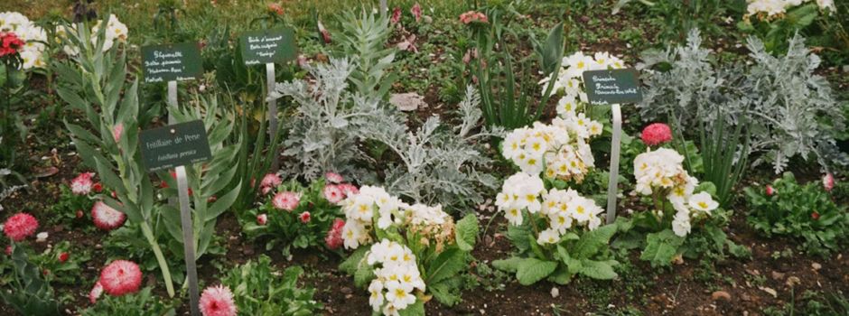Grüner Marktzauber in Oppenheim: Traditioneller Gartenmarkt lädt zum Staunen ein